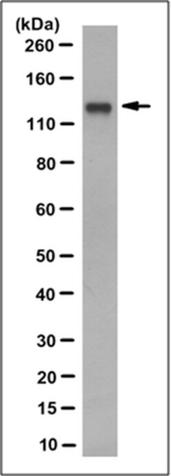 MilliporeSigma BICC1/Protein Bicaudal C Homolog 1, Mouse, Unlabeled, Clone: